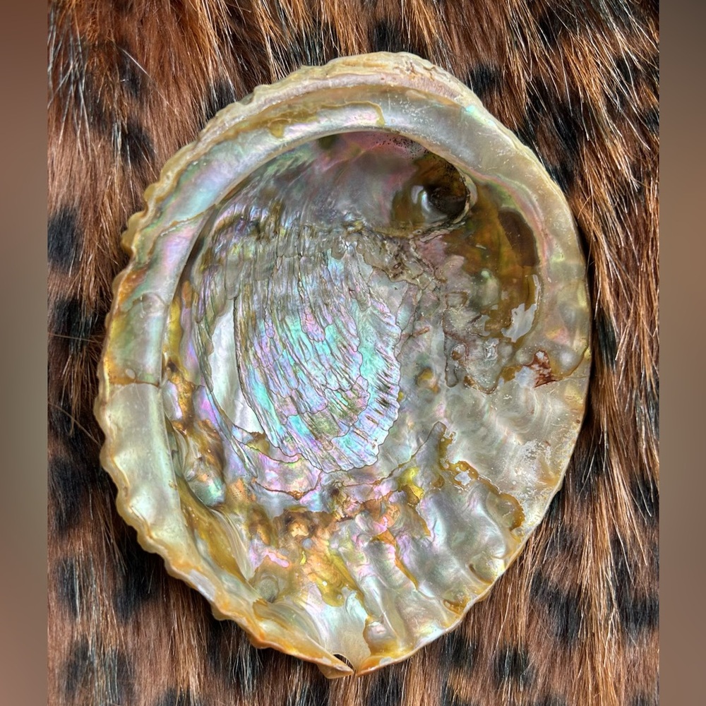 Large Vintage Abalone Seashel - 1960s